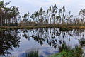 Natuurgebied van It Fryske Gea.