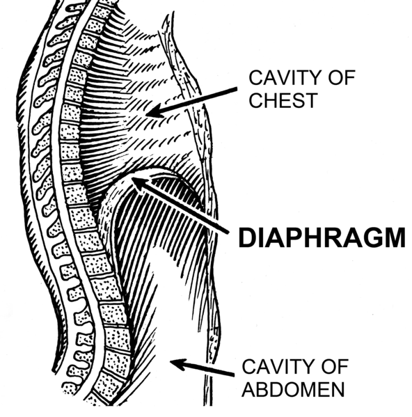 File:Diaphragm (PSF).png