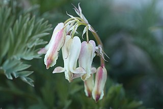 <i>Dicentra nevadensis</i> Species of flowering plants in the poppy family Papaveraceae