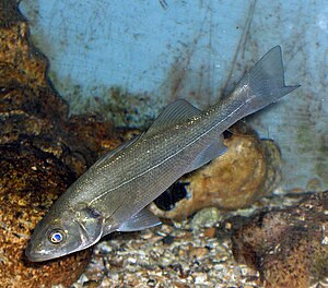 Llista De Peixos D'alemanya