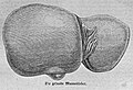 Die Gartenlaube (1863) b 216 1.jpg Die gesunde Mannesleber