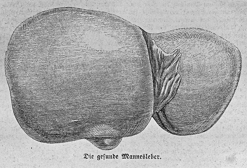 File:Die Gartenlaube (1863) b 216 1.jpg