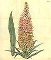 Digitalis ferruginea plate 1828 in: Curtis's Bot. Magazine, vol. 43, (1816)