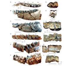 Diplasiotherium fossils.png