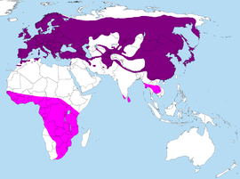 Distribution of Cuculus canorus.PNG
