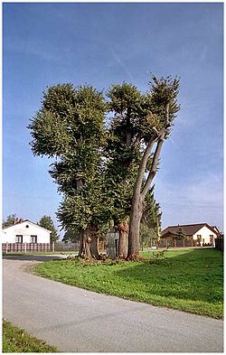 Dobřenická lípa