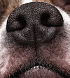 Nosní houba psa – vzor tvořený rohovatějící pokožkou
