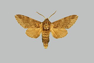 <i>Dolbina elegans</i> Species of moth