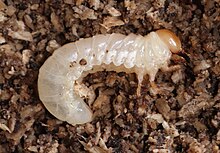 Overwintering lesser stag beetle larva Dorcus parallelipipedus larva.JPG