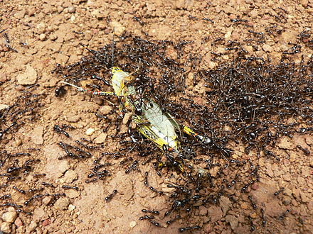 Нападение насекомых. Сиафу муравьи убийцы. Кочевые муравьи сиафу. Муравей Дорилус. Dorylus nigricans.