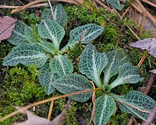 Goodyera pubescens Downy rattlesnake plantain (Goodyera pubescens) (25850318524).jpg