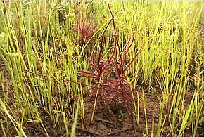 Beskrivelse av bildet Drosera hartmeyerorum Standort1.jpg.