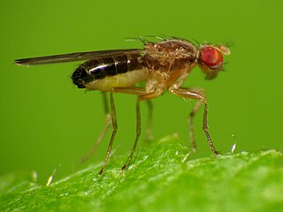 <i>Scaptomyza adusta</i> Species of fly
