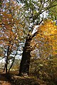 Čeština: Dub letní, (Quercus robur), památný strom č. 103248 dle AOPK v PP Hlubocké hráze, okres České Budějovice. English: Oak tree (Quercus robur), famous tree no. 103248, in Hluboká nad Vltavou, České Budějovice District, South Bohemia, Czechia.