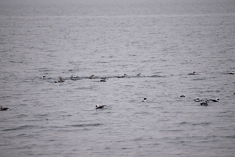 File:Ducks on Lake ontario, Toronto 13.jpg