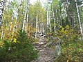 Dvuglavaya sopka vegetation1.jpg