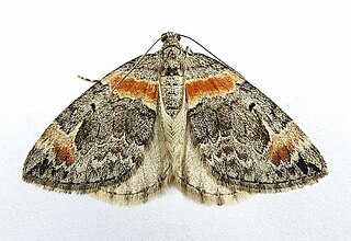 <i>Dysstroma hersiliata</i> Species of moth