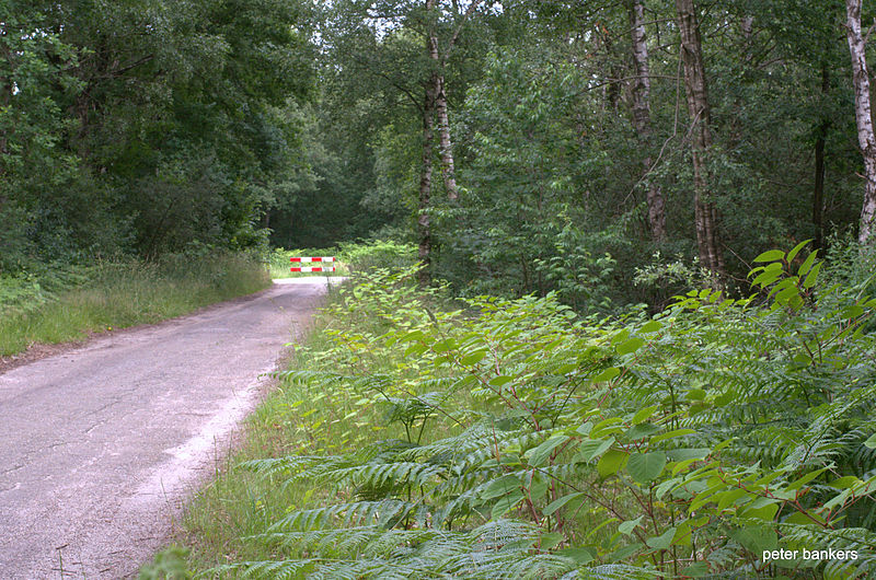 File:EIKENLAAN LIESSEL DEURNE NL Japanse Duizendknoop Fallopia Japonica 130702 01.jpg