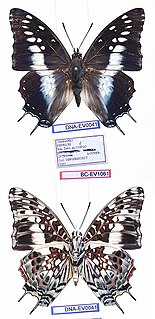 <i>Charaxes penricei</i> Species of butterfly