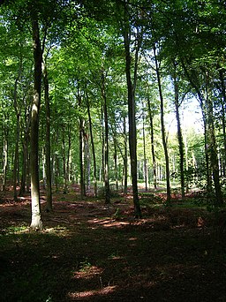 Eartham Wood - geograph.org.uk - 236530