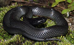 Description de l'image Eastern Small-eyed Snake (Cryptophis nigrescens) (8909118745).jpg.