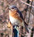 Thumbnail for File:Eastern bluebird on pole - 3.4 view.jpg