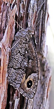 Timur batu grayling (Hipparchia syriaca cypriaca).jpg