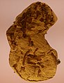 Echinerpeton intermedium fossil