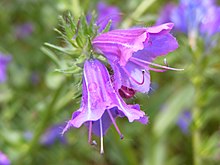 In Adelaide, South Australia Echium plantagineum flowers.JPG