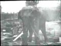 Fil: Edison - Electrocuting an Elephant.ogv
