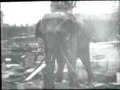 Файл: Edison - Electrocuting an Elephant.ogv