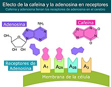 Efeito da cafeína nos receptores de adenosina no cérebro