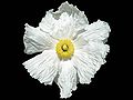 Miniatura para Romneya coulteri