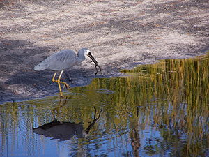 Egretta novaehollandiae 02 gnangarra.jpg