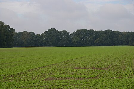 Eichen Hülsenwälder