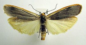 Eilema complana.jpg