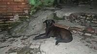 La presencia de perros callejeros en muchos barrios asuncenos llevó al ybyja a un cuello de botella.