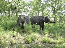 Wildlife of Tamil Nadu - Wikipedia
