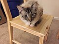 Thumbnail for File:Eleven months old kittens 1 2015-03-03.JPG