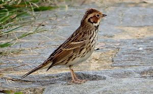 Emberiza pusilla (cropped).jpg