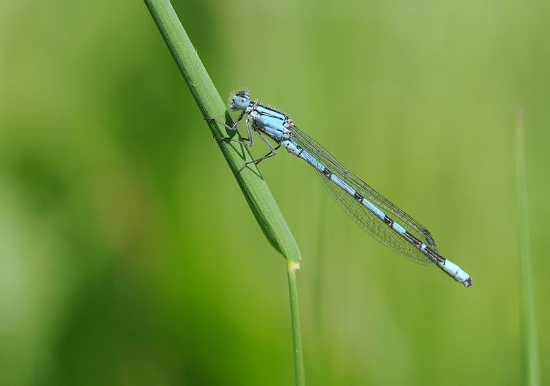 File:Enallagma cyathigerum.jpg