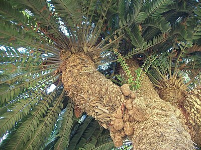 Offshoots (suckers) showing roots developing on the largest one