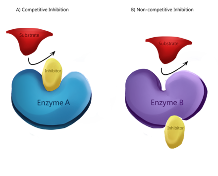 Competitive and noncompetitive enzyme binding at active and regulatory (allosteric) site respectively.