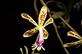 Epidendrum cristatum