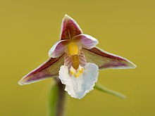 Marsh helleborine Epipactis palustris - Keila.jpg