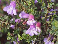 Eremophila incisa