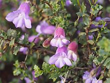 Eremophila incisa (жапырақтары мен гүлдері) .jpg