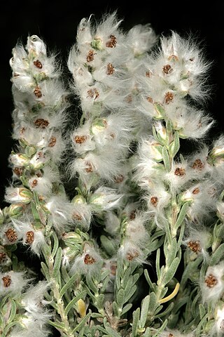 <i>Eriocephalus racemosus</i> Flowering plant endemic to the Cape Provinces