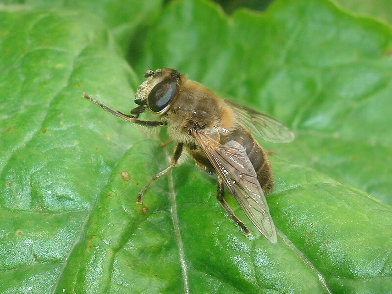 File:Eristalis (Eoseristalis) tenax 01.JPG