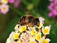 Eristalis tenax (Syrphidae) Drone-fly